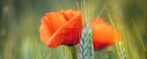 Preview wallpaper flowers, wheat, field, blur