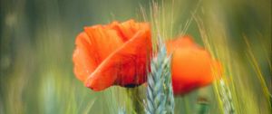 Preview wallpaper flowers, wheat, field, blur