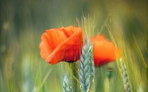 Preview wallpaper flowers, wheat, field, blur