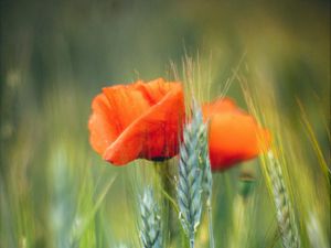 Preview wallpaper flowers, wheat, field, blur