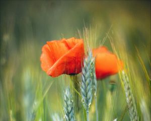 Preview wallpaper flowers, wheat, field, blur