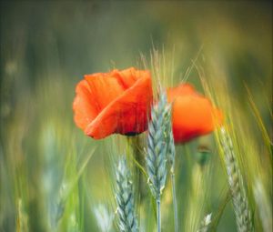 Preview wallpaper flowers, wheat, field, blur