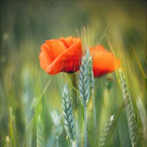 Preview wallpaper flowers, wheat, field, blur