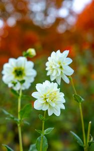 Preview wallpaper flowers, white, autumn, flowering, plants