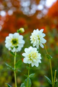 Preview wallpaper flowers, white, autumn, flowering, plants