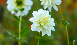 Preview wallpaper flowers, white, autumn, flowering, plants