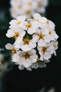 Preview wallpaper flowers, white, bloom, branch, spring