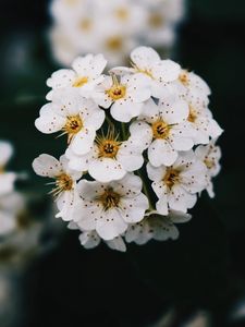 Preview wallpaper flowers, white, bloom, branch, spring