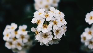 Preview wallpaper flowers, white, bloom, branch, spring