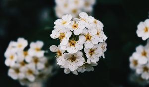 Preview wallpaper flowers, white, bloom, branch, spring