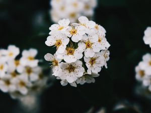 Preview wallpaper flowers, white, bloom, branch, spring