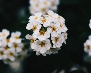 Preview wallpaper flowers, white, bloom, branch, spring