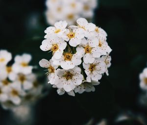 Preview wallpaper flowers, white, bloom, branch, spring
