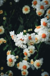 Preview wallpaper flowers, white, bloom, plant
