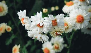 Preview wallpaper flowers, white, bloom, plant