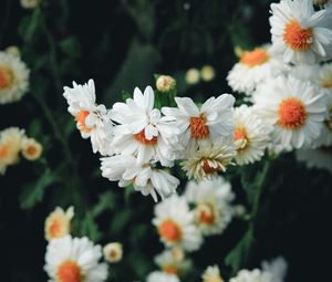 Preview wallpaper flowers, white, bloom, plant