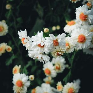 Preview wallpaper flowers, white, bloom, plant