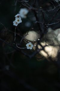 Preview wallpaper flowers, white, branches, macro, bloom