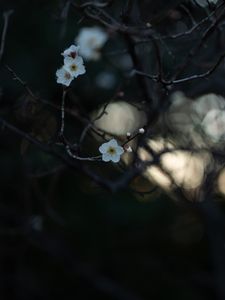 Preview wallpaper flowers, white, branches, macro, bloom