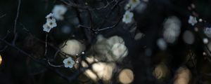 Preview wallpaper flowers, white, branches, macro, bloom