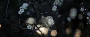 Preview wallpaper flowers, white, branches, macro, bloom
