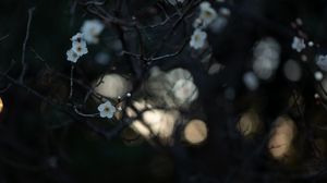 Preview wallpaper flowers, white, branches, macro, bloom