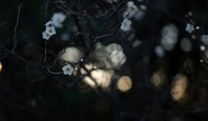 Preview wallpaper flowers, white, branches, macro, bloom