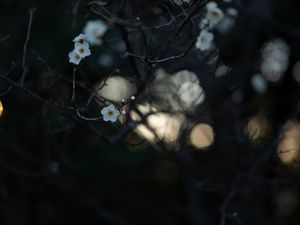 Preview wallpaper flowers, white, branches, macro, bloom