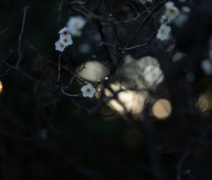 Preview wallpaper flowers, white, branches, macro, bloom