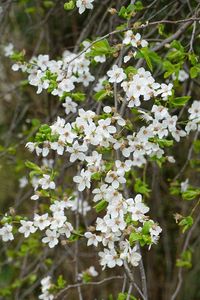 Preview wallpaper flowers, white, branches, plant, spring