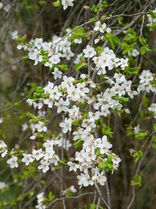 Preview wallpaper flowers, white, branches, plant, spring