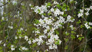 Preview wallpaper flowers, white, branches, plant, spring
