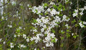 Preview wallpaper flowers, white, branches, plant, spring
