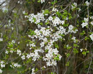 Preview wallpaper flowers, white, branches, plant, spring