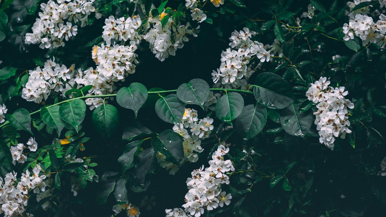Wallpaper flowers, white, bush, inflorescences, bloom