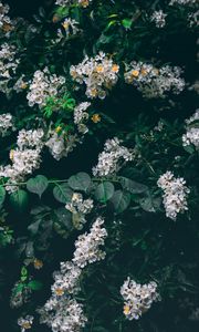 Preview wallpaper flowers, white, bush, inflorescences, bloom