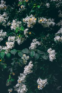 Preview wallpaper flowers, white, bush, inflorescences, bloom