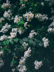 Preview wallpaper flowers, white, bush, inflorescences, bloom