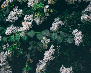 Preview wallpaper flowers, white, bush, inflorescences, bloom