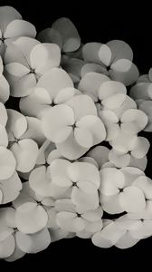 Preview wallpaper flowers, white, bw, petals