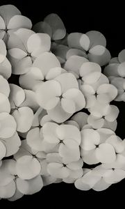 Preview wallpaper flowers, white, bw, petals