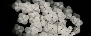 Preview wallpaper flowers, white, bw, petals