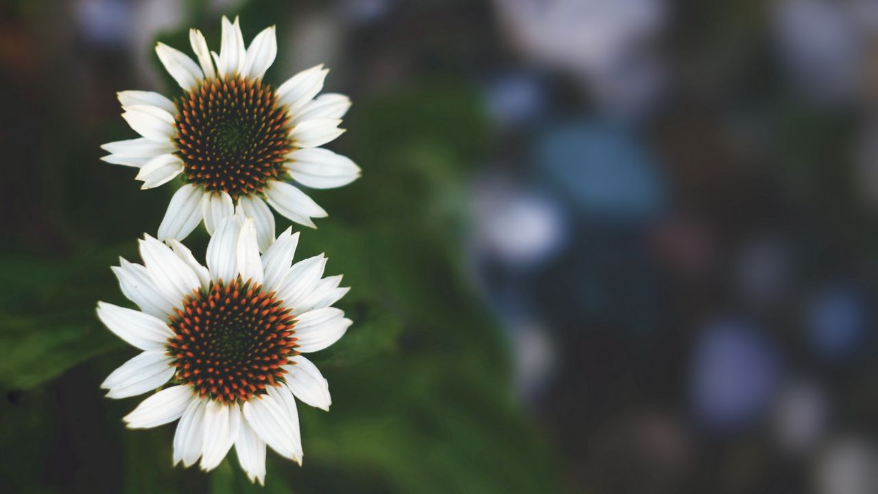 Wallpaper flowers, white, close-up