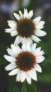 Preview wallpaper flowers, white, close-up