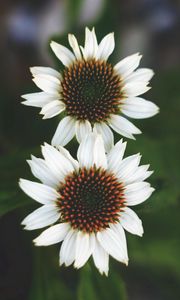 Preview wallpaper flowers, white, close-up