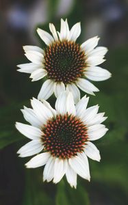 Preview wallpaper flowers, white, close-up