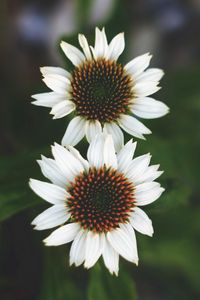 Preview wallpaper flowers, white, close-up