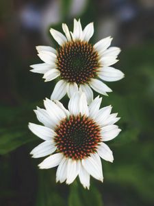 Preview wallpaper flowers, white, close-up