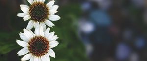 Preview wallpaper flowers, white, close-up