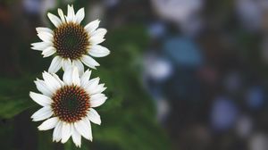 Preview wallpaper flowers, white, close-up